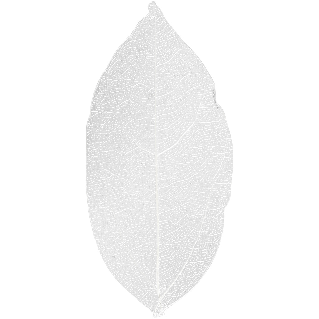 https://www.cchobby.nl/skeleton-leaves-l-6-8-cm-wit-20-stuk-1-doos
